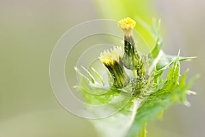 Common groundsel