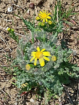 Common groundsel Senecio vulgaris