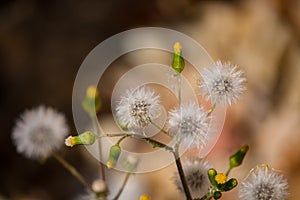 The common groundsel (Senecio vulgaris). photo