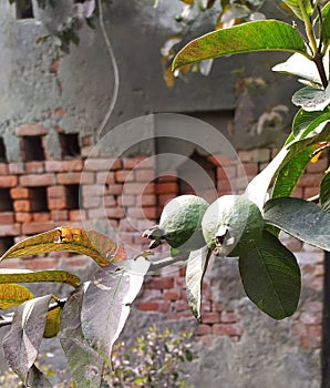 Common guava in garth