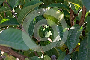 Common guava tropical plant with tasty aromatic fruits growing near Paphos, Cyprus