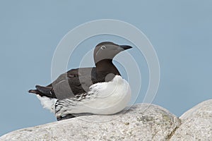 Common Guillemot