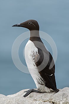 Common Guillemot