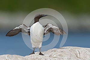 Common Guillemot