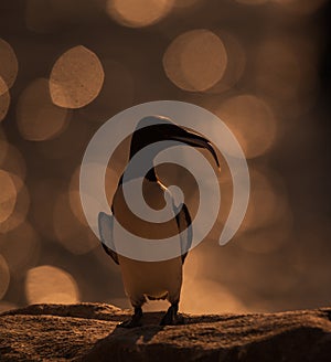 A guillemot with a fish in its beak against the sunset along the Irish coast