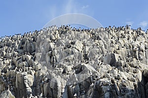 Common Guillemot colony on a cliff.