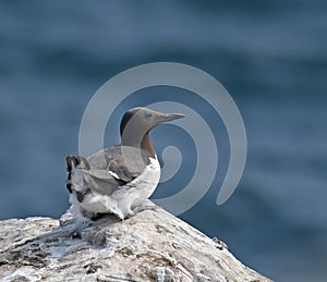 Common Guillemot on Inner Farne