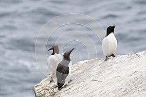 Common Guillemot and Razorbill on a cliff