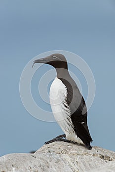 Common Guillemot