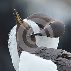 Common guillemot, Uria aalge