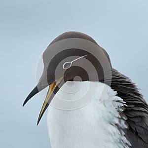 Common guillemot, Uria aalge