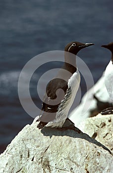 Common Guillemot, uria aalge, Adult standing on Rock, Scotland