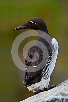 Common Guillemot, Uria aalge, Arctic black and white cute bird sitting on the rock, nature habitat, Iceland. Auks on the rock. Sea