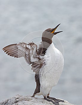 Common guillemot, Uria aalge