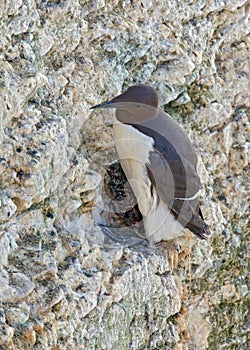 Common Guillemot - Uria aalge with chick.