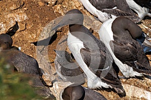 Common Guillemot - Uria aalge with chick.