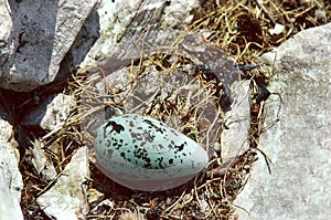 COMMON GUILLEMOT uria aalge, EGG ON NEST, SCOTLAND