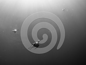 Common guillemot, Uria aalge. St Abb\'s Head & Eyemouth. Diving, Scotland