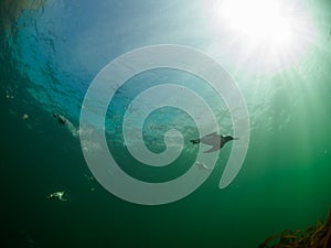 Common guillemot, Uria aalge. St Abb\'s Head & Eyemouth. Diving, Scotland