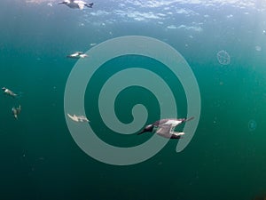 Common guillemot, Uria aalge. St Abb\'s Head & Eyemouth. Diving, Scotland