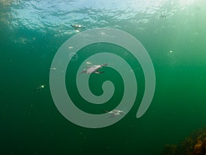 Common guillemot, Uria aalge. St Abb\'s Head & Eyemouth. Diving, Scotland