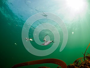 Common guillemot, Uria aalge. St Abb\'s Head & Eyemouth. Diving, Scotland