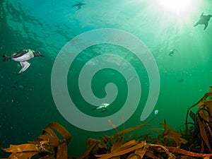 Common guillemot, Uria aalge. St Abb\'s Head & Eyemouth. Diving, Scotland