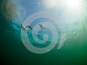 Common guillemot, Uria aalge. St Abb\'s Head & Eyemouth. Diving, Scotland