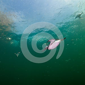 Common guillemot, Uria aalge. St Abb\'s Head & Eyemouth. Diving, Scotland