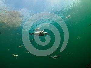 Common guillemot, Uria aalge. St Abb\'s Head & Eyemouth. Diving, Scotland