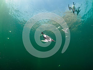 Common guillemot, Uria aalge. St Abb\'s Head & Eyemouth. Diving, Scotland