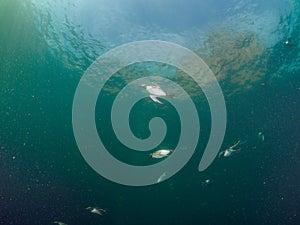 Common guillemot, Uria aalge. St Abb\'s Head & Eyemouth. Diving, Scotland