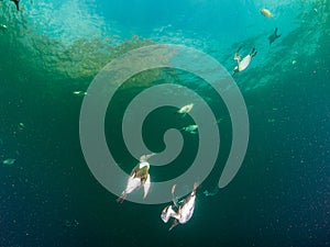 Common guillemot, Uria aalge. St Abb\'s Head & Eyemouth. Diving, Scotland