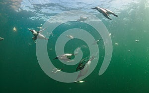 Common guillemot, Uria aalge. St Abb\'s Head & Eyemouth. Diving, Scotland