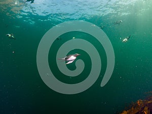 Common guillemot, Uria aalge. St Abb\'s Head & Eyemouth. Diving, Scotland