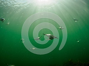 Common guillemot, Uria aalge. St Abb\'s Head & Eyemouth. Diving, Scotland