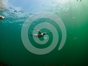 Common guillemot, Uria aalge. St Abb\'s Head & Eyemouth. Diving, Scotland