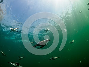 Common guillemot, Uria aalge. St Abb\'s Head & Eyemouth. Diving, Scotland