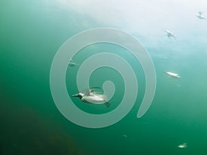 Common guillemot, Uria aalge. St Abb\'s Head & Eyemouth. Diving, Scotland