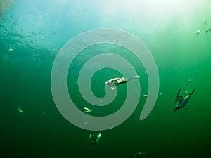 Common guillemot, Uria aalge. St Abb\'s Head & Eyemouth. Diving, Scotland