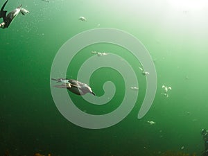 Common guillemot, Uria aalge. St Abb\'s Head & Eyemouth. Diving, Scotland