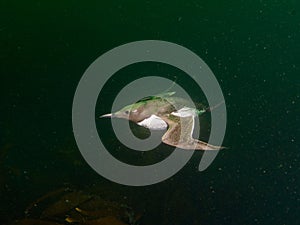 Common guillemot, Uria aalge. St Abb\'s Head & Eyemouth. Diving, Scotland