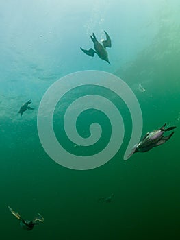 Common guillemot, Uria aalge. St Abb\'s Head & Eyemouth. Diving, Scotland