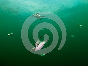 Common guillemot, Uria aalge. St Abb\'s Head & Eyemouth. Diving, Scotland