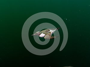Common guillemot, Uria aalge. St Abb\'s Head & Eyemouth. Diving, Scotland