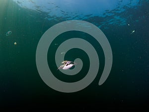 Common guillemot, Uria aalge. St Abb\'s Head & Eyemouth. Diving, Scotland