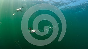 Common guillemot, Uria aalge. St Abb\'s Head & Eyemouth. Diving, Scotland