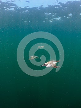 Common guillemot, Uria aalge. St Abb\'s Head & Eyemouth. Diving, Scotland