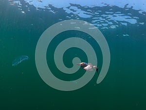 Common guillemot, Uria aalge. St Abb\'s Head & Eyemouth. Diving, Scotland