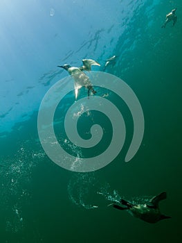 Common guillemot, Uria aalge. St Abb\'s Head & Eyemouth. Diving, Scotland